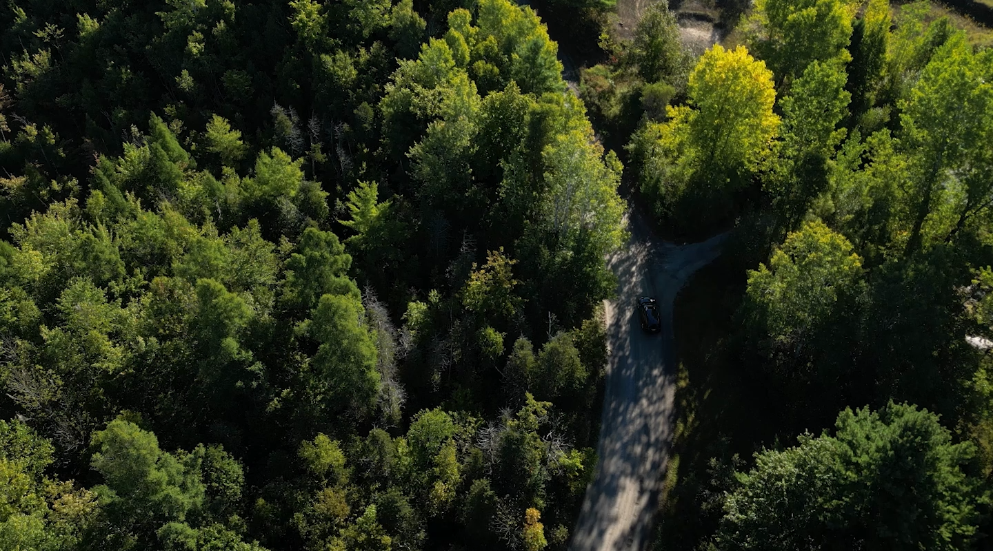 A road winding through a forest